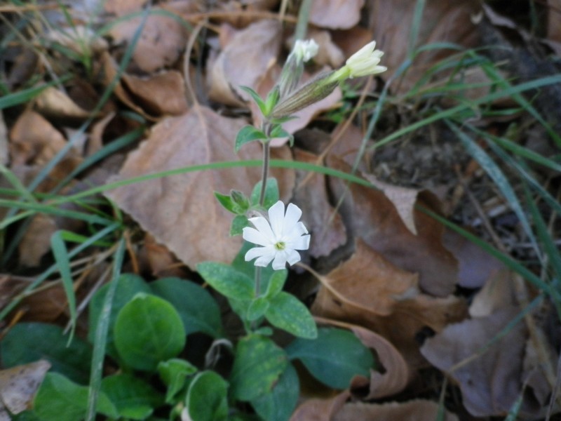 Silene latifolia Poir. s.l.